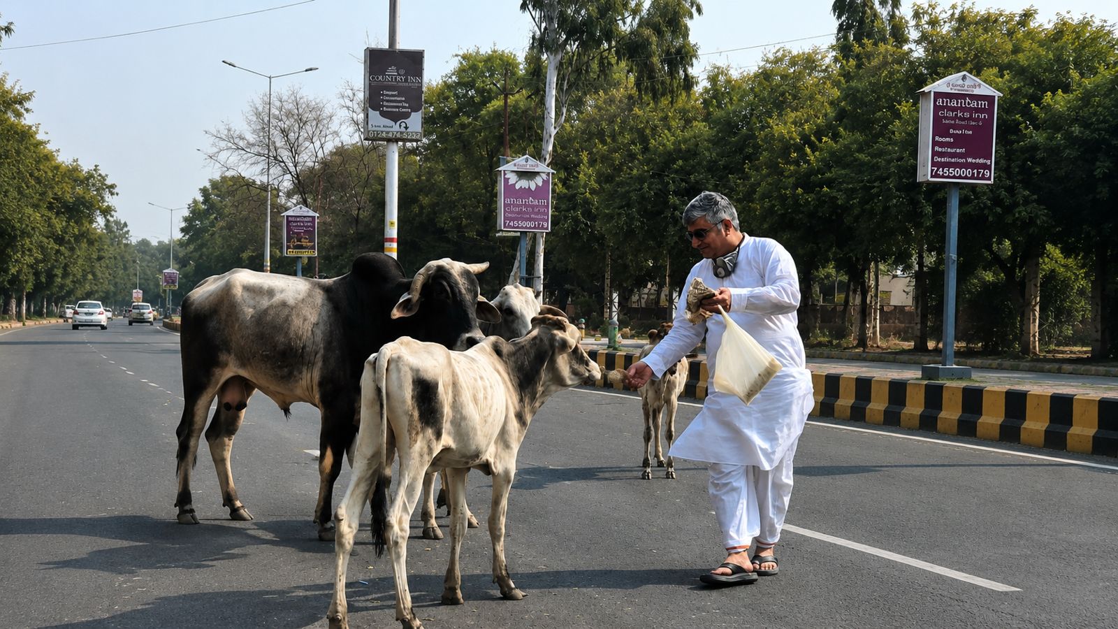 Stray Cow Feeding Stray Cow Feeding